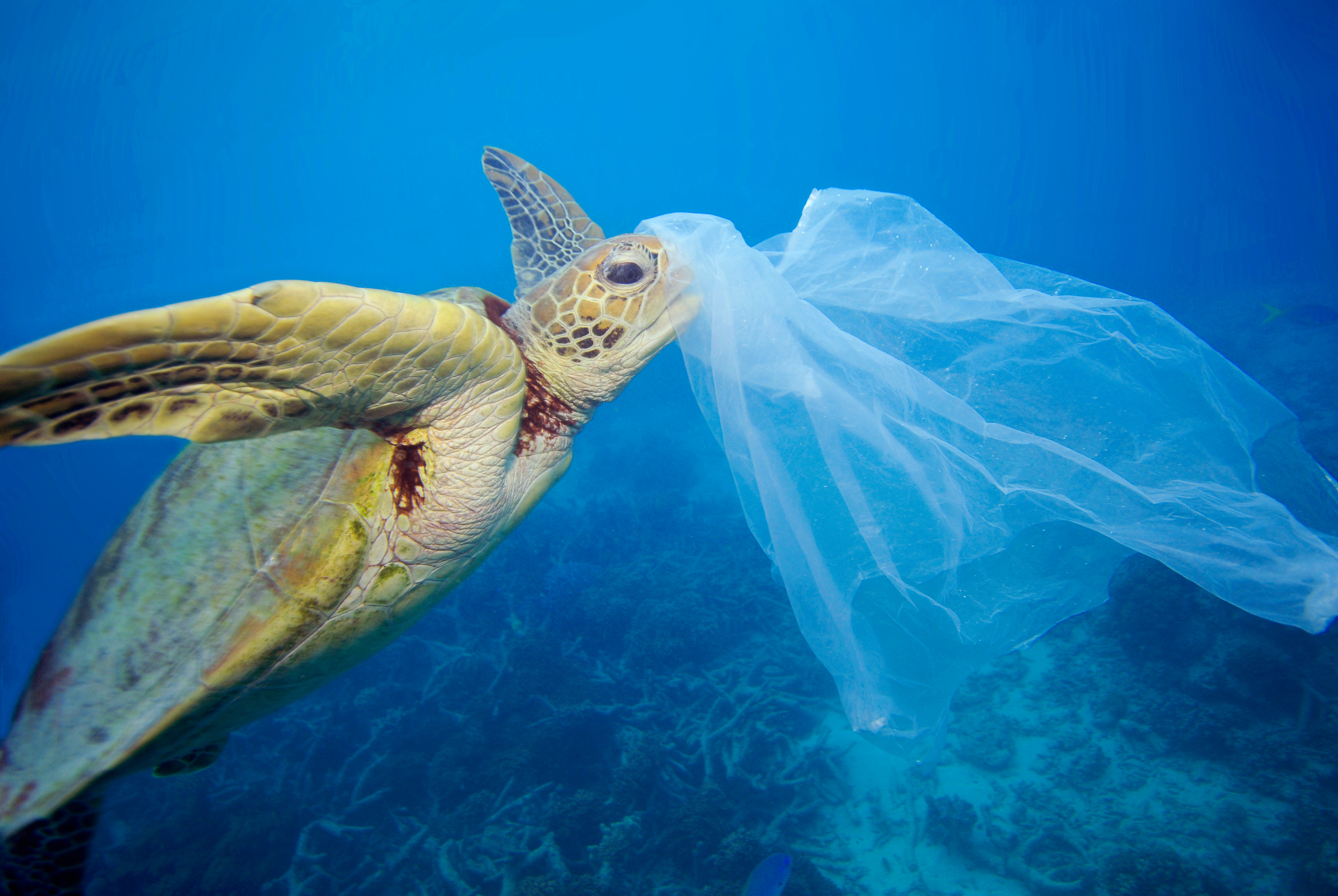Greenpeace: Spasimo Mediteran od najezde plastike